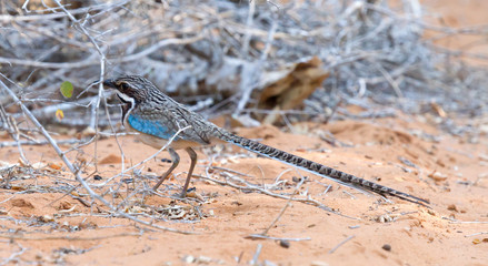 Long-tailed Ground-Roller (Uratelornis chimaera)