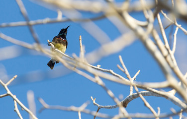 Souimanga sunbird in Madagascar