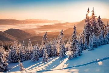 Poster Indrukwekkend winters tafereel van Karpaten met besneeuwde sparren. Spectaculaire openluchtscène van bergbos. Schoonheid van de natuur concept achtergrond. © Andrew Mayovskyy