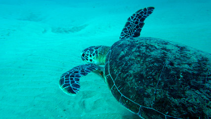 Obraz premium tortoise in the wild