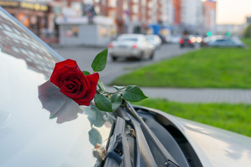 The red rose left as a gift to the girl dries on the windshield of the car