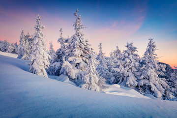 Dramatic winter sunrise in Carpathian mountains with snow covered fir trees. Gorgeous outdoor sceneof mountain forest. Beauty of nature concept background.