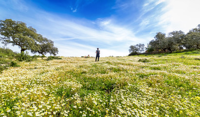 Fototapeta premium Traveling woman with backpack walking in flowery field. Blue sky and Sunny spring day, rear view. Freedom concept background.