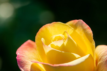 Fototapeta na wymiar ピンクの縁取りのある黄色いバラ