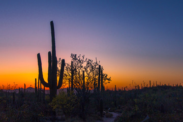 Saguaro Cactus Silhouette. Desert sunset with a large Saguaro cactus silhouette at Saguaro National Park in Tucson Arizona.