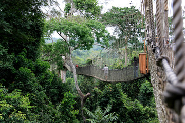 Tourists exploring the upper level of the rain forest while walking across rope bridges of the...