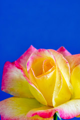 Fototapeta na wymiar 青背景のピンクの縁取りのある黄色いバラ