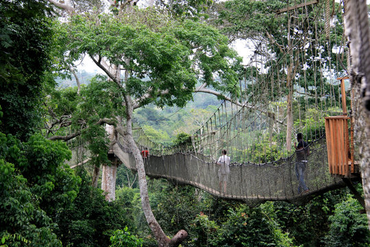 Fototapeta Tourists exploring the upper level of the rain forest while walking across rope bridges of the Canopy Walkway at the Kakum National Park, Ghana