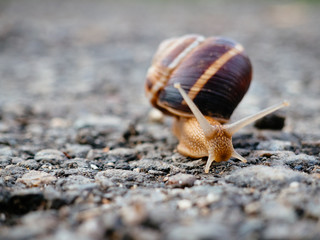 Big snail crawling on the asphalt in the morning