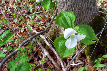 Wild White Trillium. Spring trillium bloom in the forest of the Great Lakes region.
