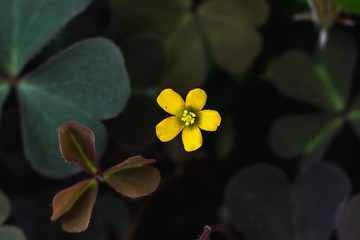 Very small yellow Clover, Shamrock flower