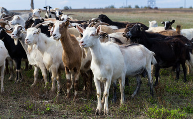 A herd of goats and sheep. Animals graze in the meadow. Pastures of Europe.