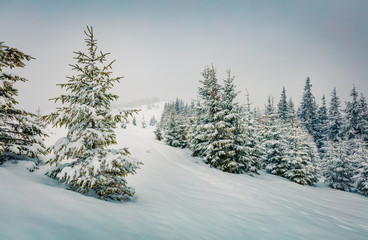 Wonderful winter view of mountain forest with snow covered fir trees. Retro style scene of Carpathians mountains. Beauty of nature concept background.
