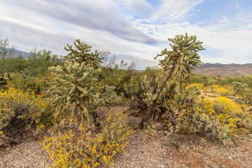 Spring Desert Landscape. Landscape in the Sonora Desert ofArizona with a multitude of spring wildflowers in bloom