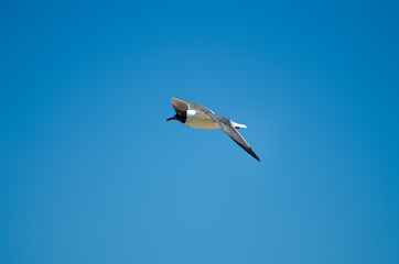 Seagull Flying