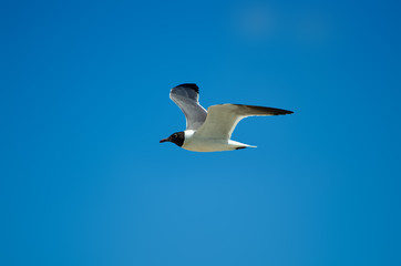 Seagull Flying