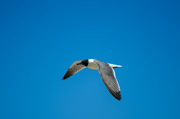 Seagull Flying