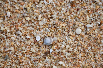 shells on the beach