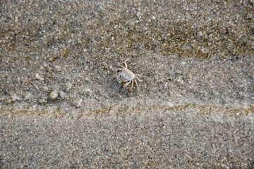 crab on the beach