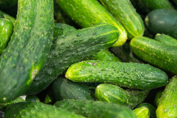 Freshly harvested small and big green cucumbers close-up in paper boxes on farmer's market shelves. May be used as background in agriculture topics