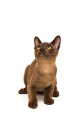 Burmese cat. Cute playful chocolate-colored kitten. On white background.
