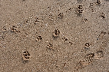 footprints in sand