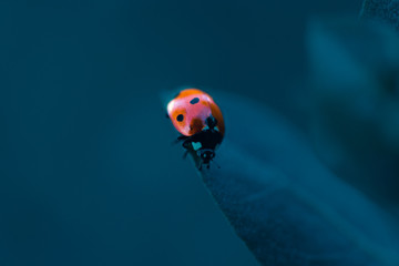 Detalles macro de una mariquita