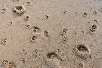 footprints in the sand
