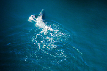 Naklejka premium Humpback whale playing off the shore of Ghana