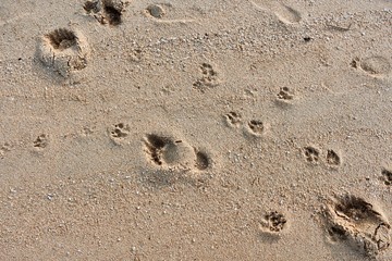 footprints in the sand