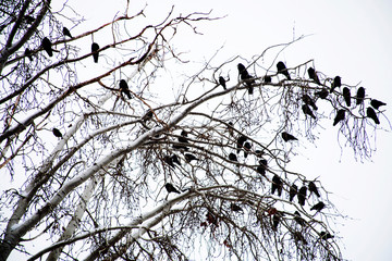 crows on tree branch background