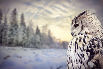 owl on winter dark forest background