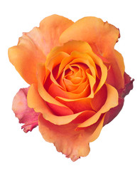 fine isolated orange and yellow color rose