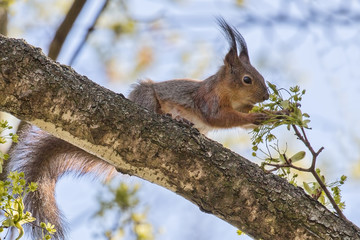 Naklejka na ściany i meble fluffy squirrel with spring maple tree flowers
