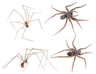 four different spiders on white