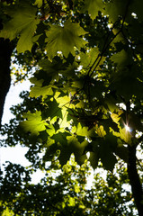 green leaves in sunlight