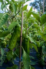 green chili growing in the garden