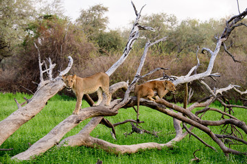 Lion cub with older sibling on a fallen branch