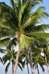 coconut palm tree on background of blue sky