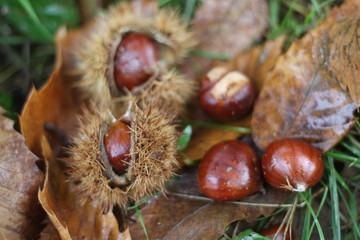 Chestnuts in the wild