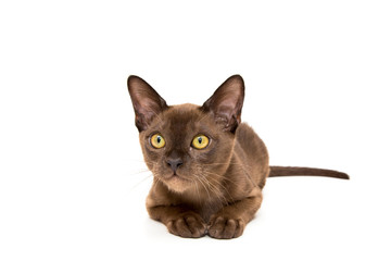 Burmese cat. Cute playful chocolate-colored kitten. On white background.