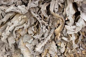 Dry Verbascum thapsus Mullein Plant