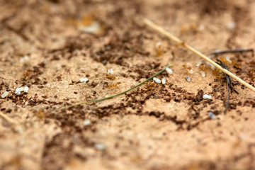 Bunch of baby ant larva - yellow ant