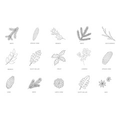 Hand drawn branches of plants and trees.