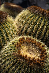Echinocactus grusonii, big round cactus in garden