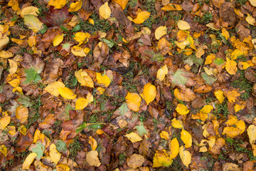 Autumn background, texture of fallen leaves after the rain.