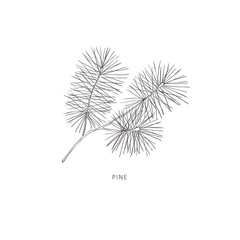 Hand drawn branch of plant. Line art vector graphic.