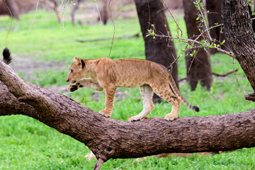 Lion cub on a log