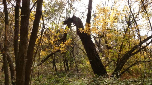 In autumn, the European forest becomes golden and quiet. Dniester delta (Ukraine)/