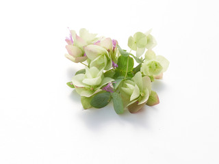 the herb oregano on white in the sunshine